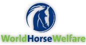 World Horse Welfare